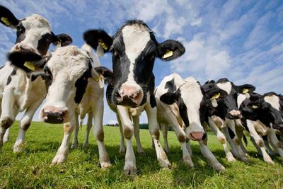 Cattle Back to Strength on Tuesday